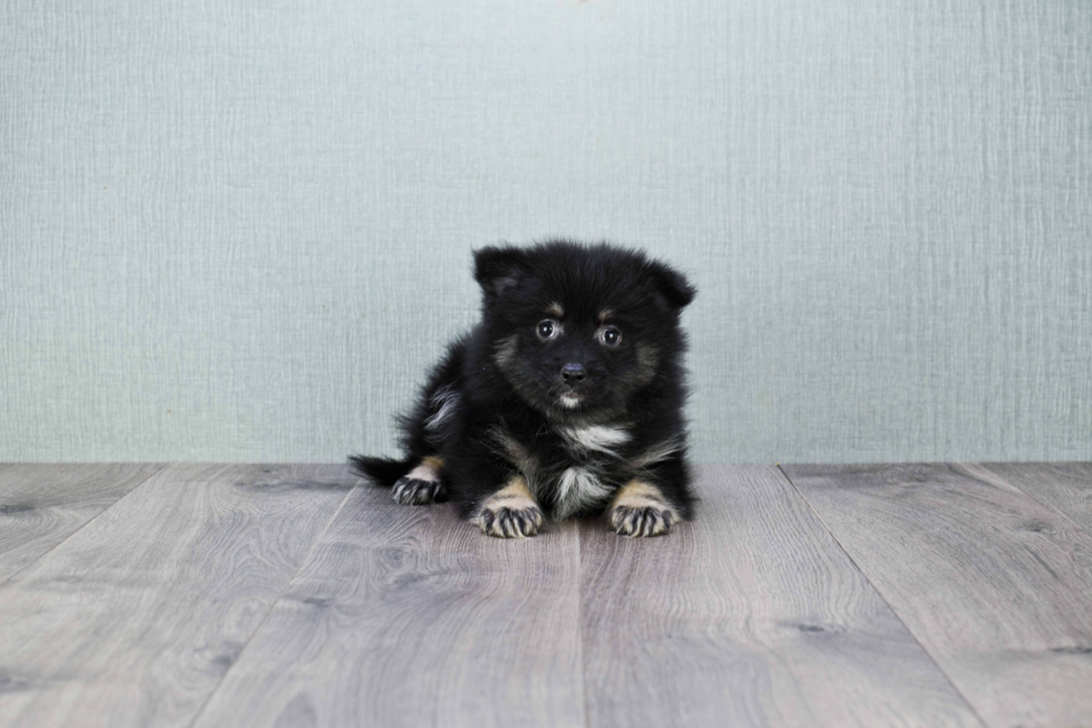 Smart Pomeranian Purebred Puppy