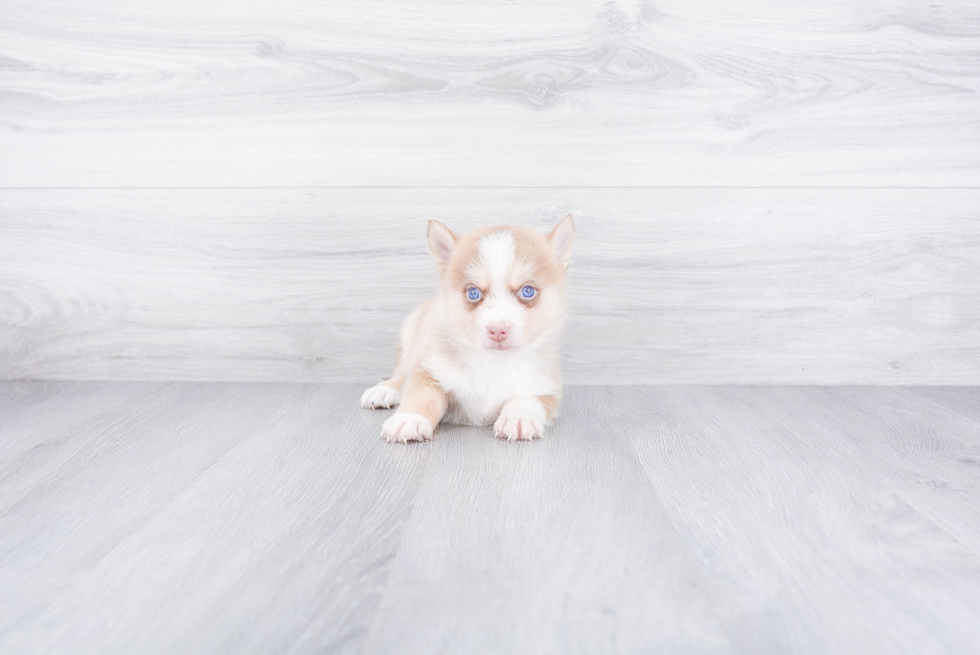 Hypoallergenic Mini Husky Designer Puppy