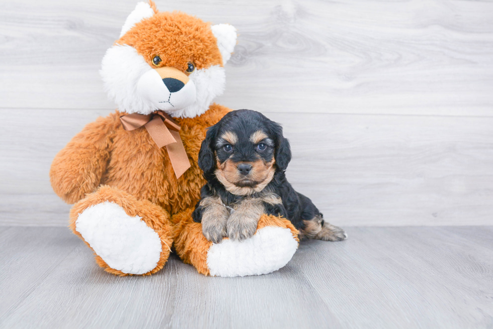 Cavapoo Pup Being Cute