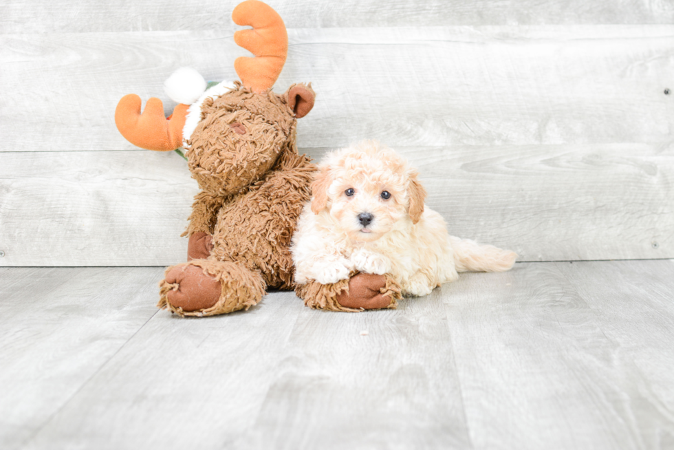 Adorable Maltepoo Poodle Mix Puppy