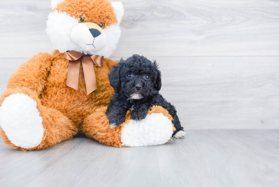 Small Poodle Purebred Pup