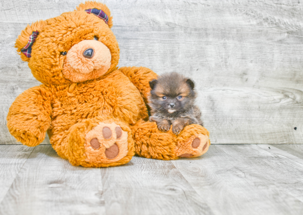 Happy Pomeranian Purebred Puppy