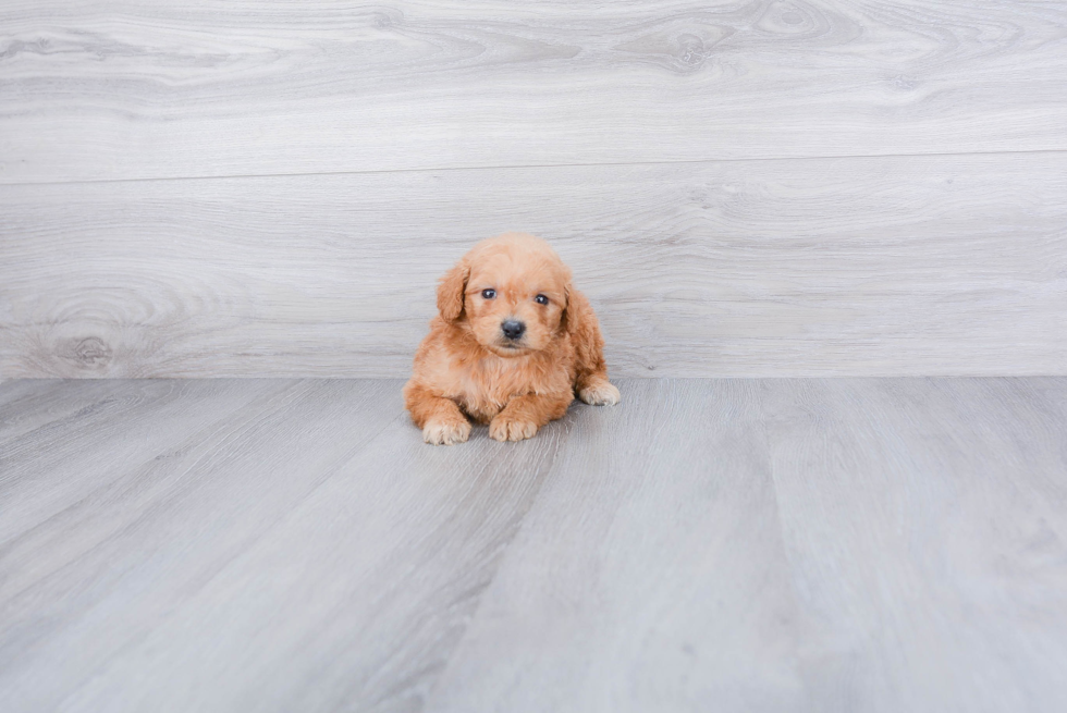 Mini Goldendoodle Pup Being Cute