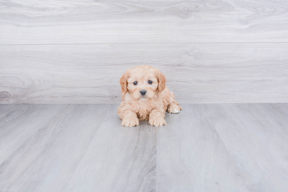 Cavapoo Pup Being Cute