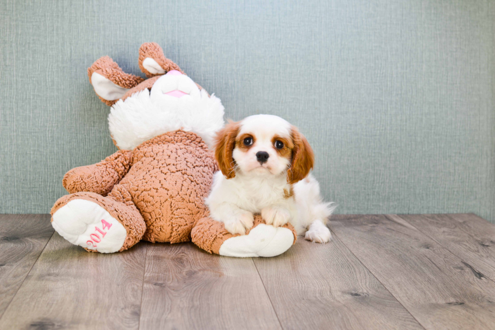 Popular Cavalier King Charles Spaniel Baby