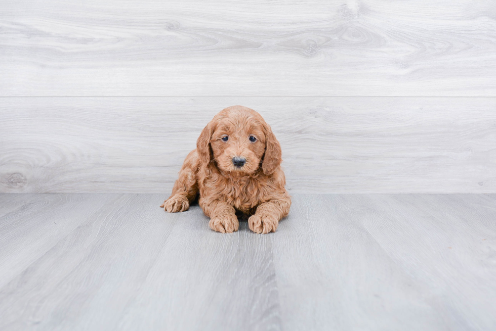 Little Golden Retriever Poodle Mix Puppy