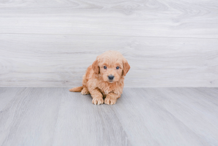 Mini Goldendoodle Pup Being Cute