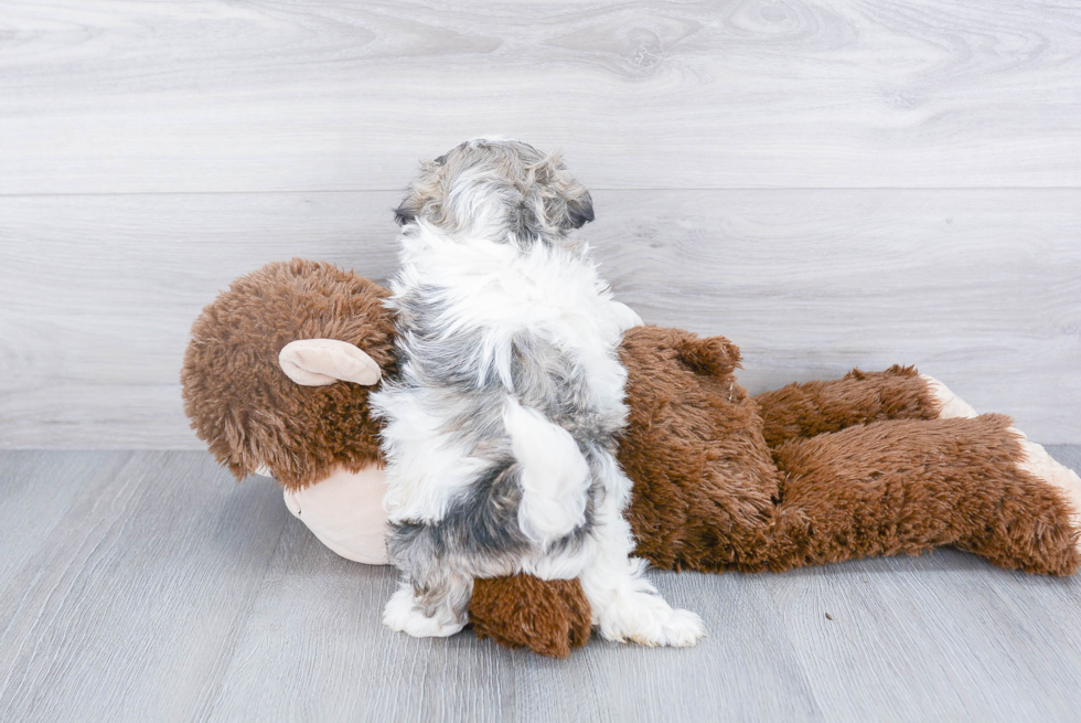 Adorable Shichon Designer Puppy