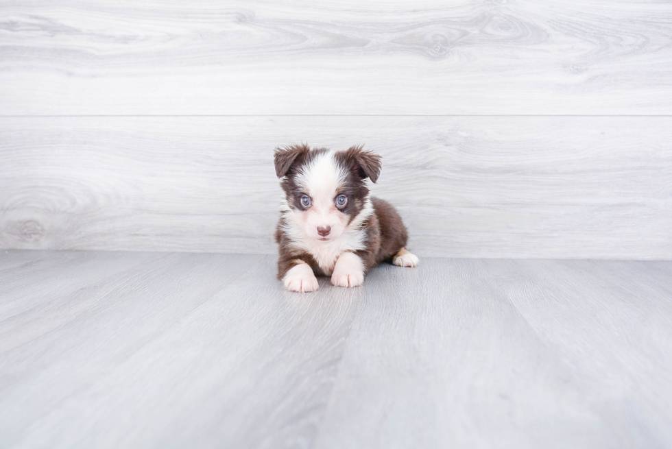 Mini Aussiedoodle Puppy for Adoption