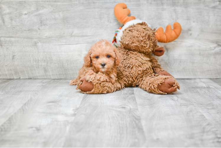 Funny Poodle Purebred Pup