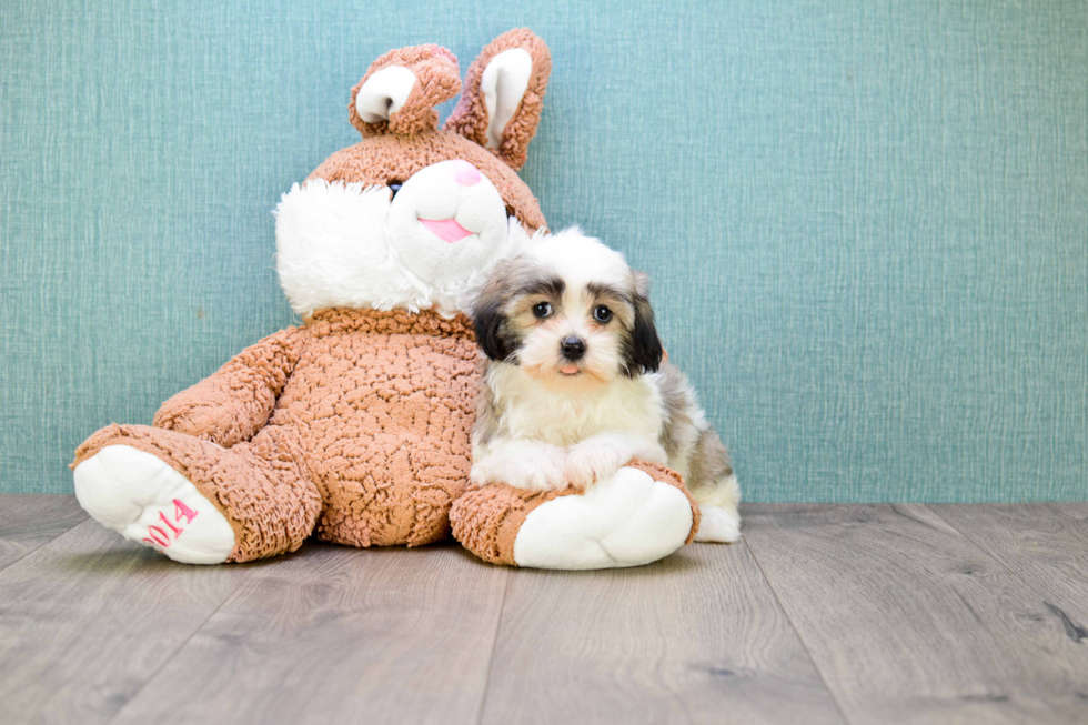 Adorable Havanese Purebred Puppy
