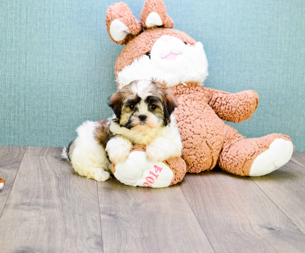 Teddy Bear Pup Being Cute