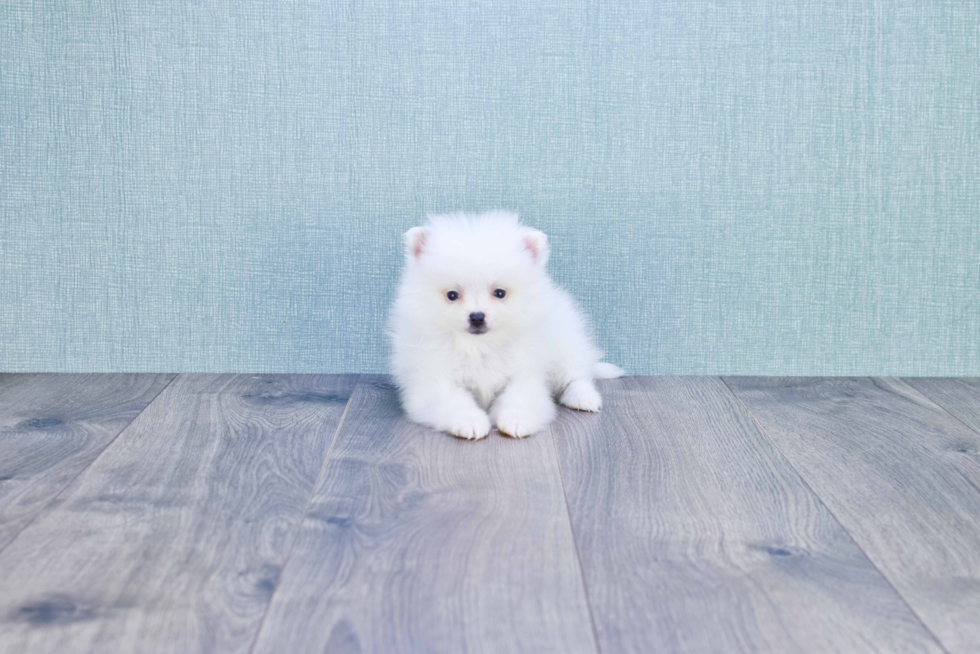 Funny Pomeranian Baby