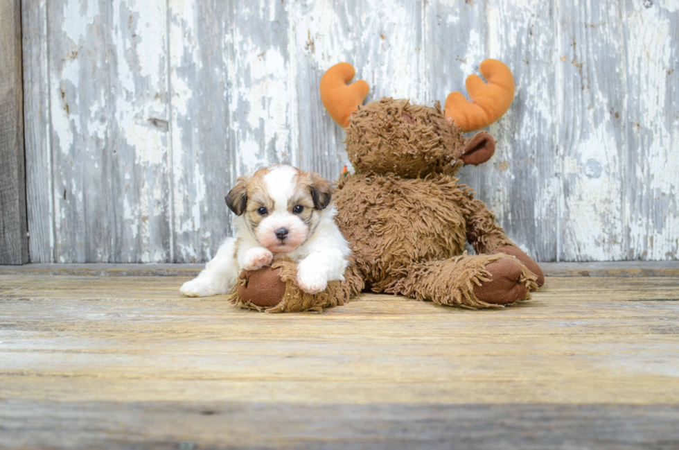 Adorable Shichon Designer Puppy