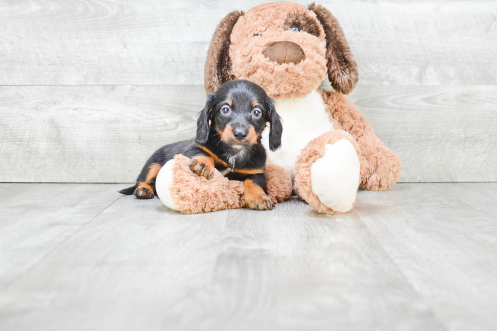 Best Dachshund Baby