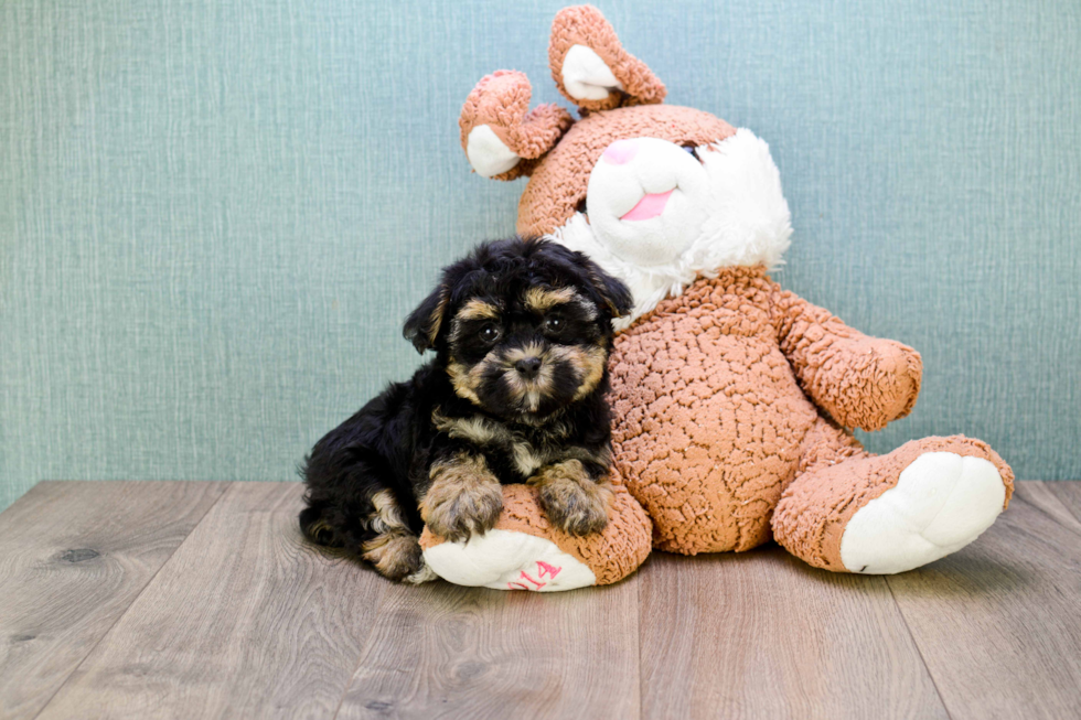 Hypoallergenic Havanese Purebred Pup