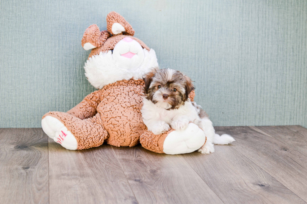 Energetic Havanese Purebred Puppy