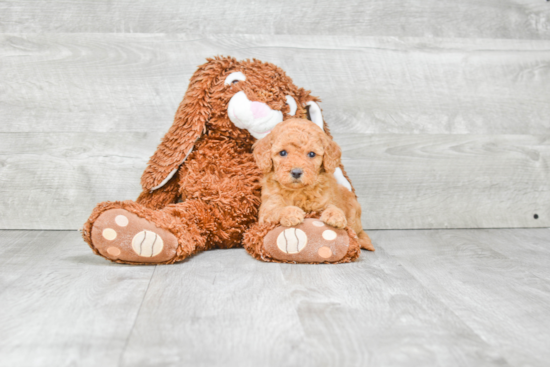 Mini Goldendoodle Pup Being Cute