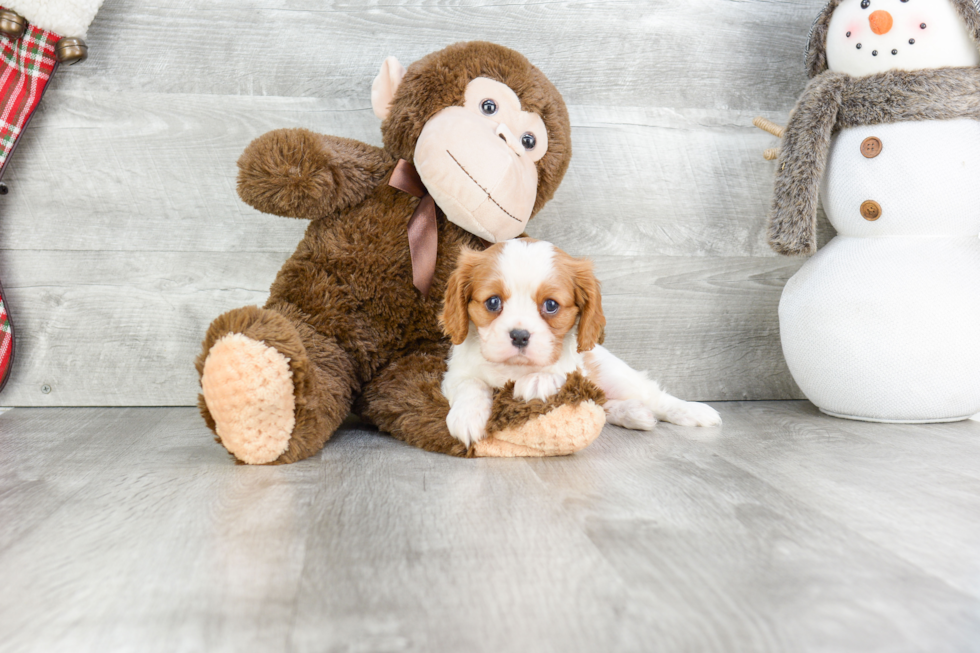 Cavalier King Charles Spaniel Pup Being Cute