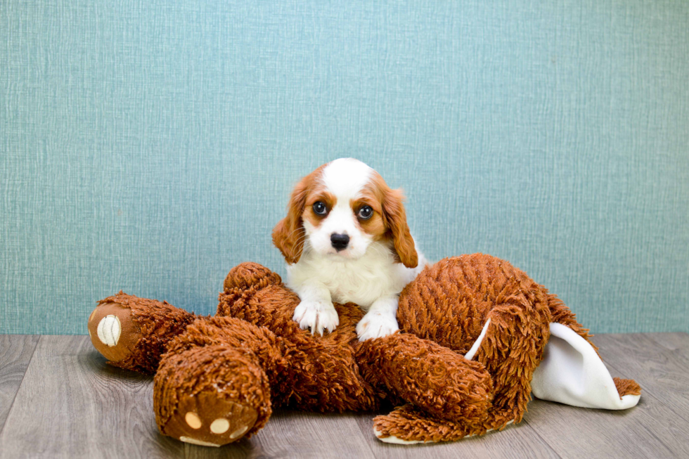 Cavalier King Charles Spaniel Pup Being Cute