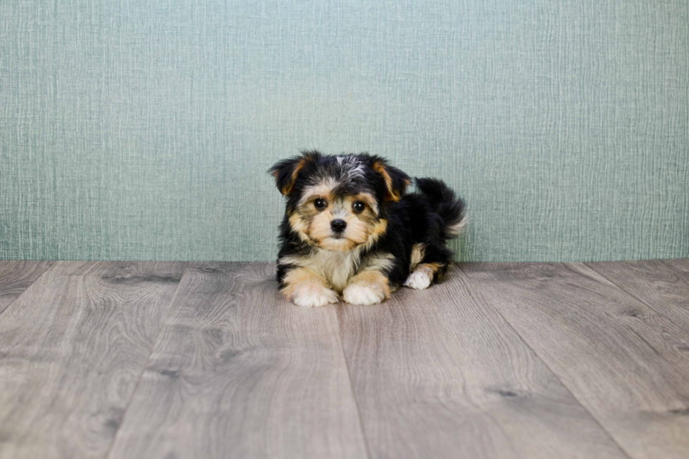 Morkie Pup Being Cute