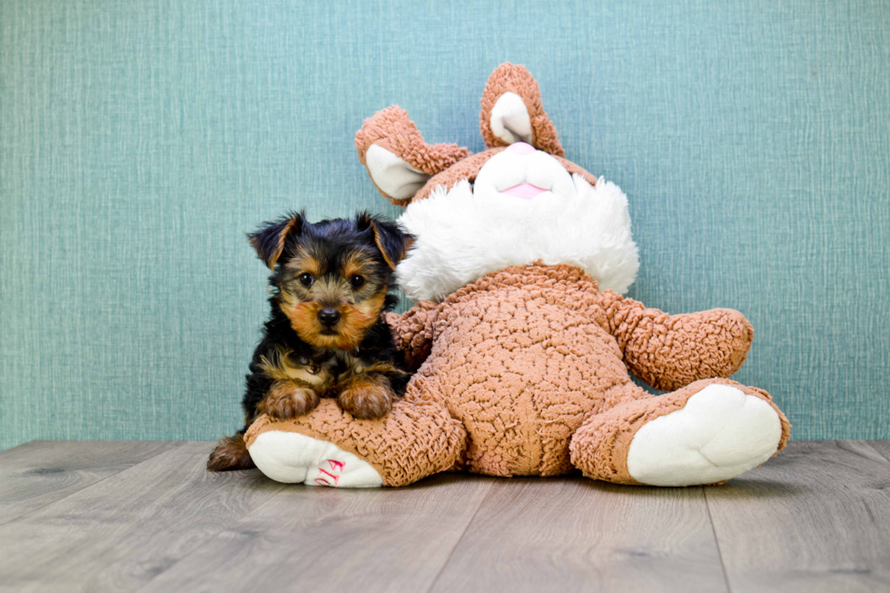 Meet Lisa - our Yorkshire Terrier Puppy Photo 