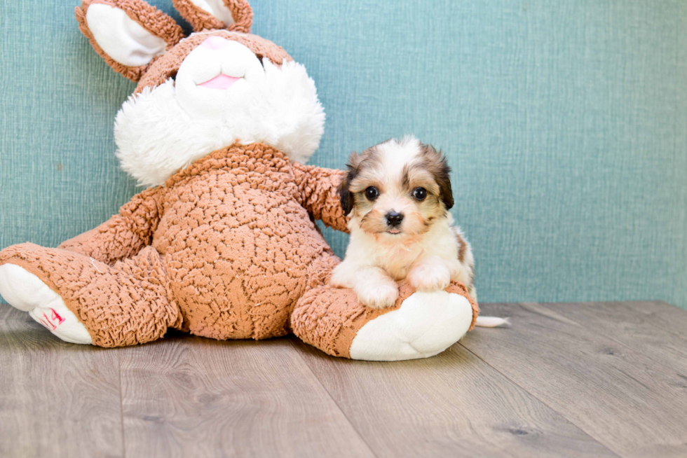 Cavachon Puppy for Adoption