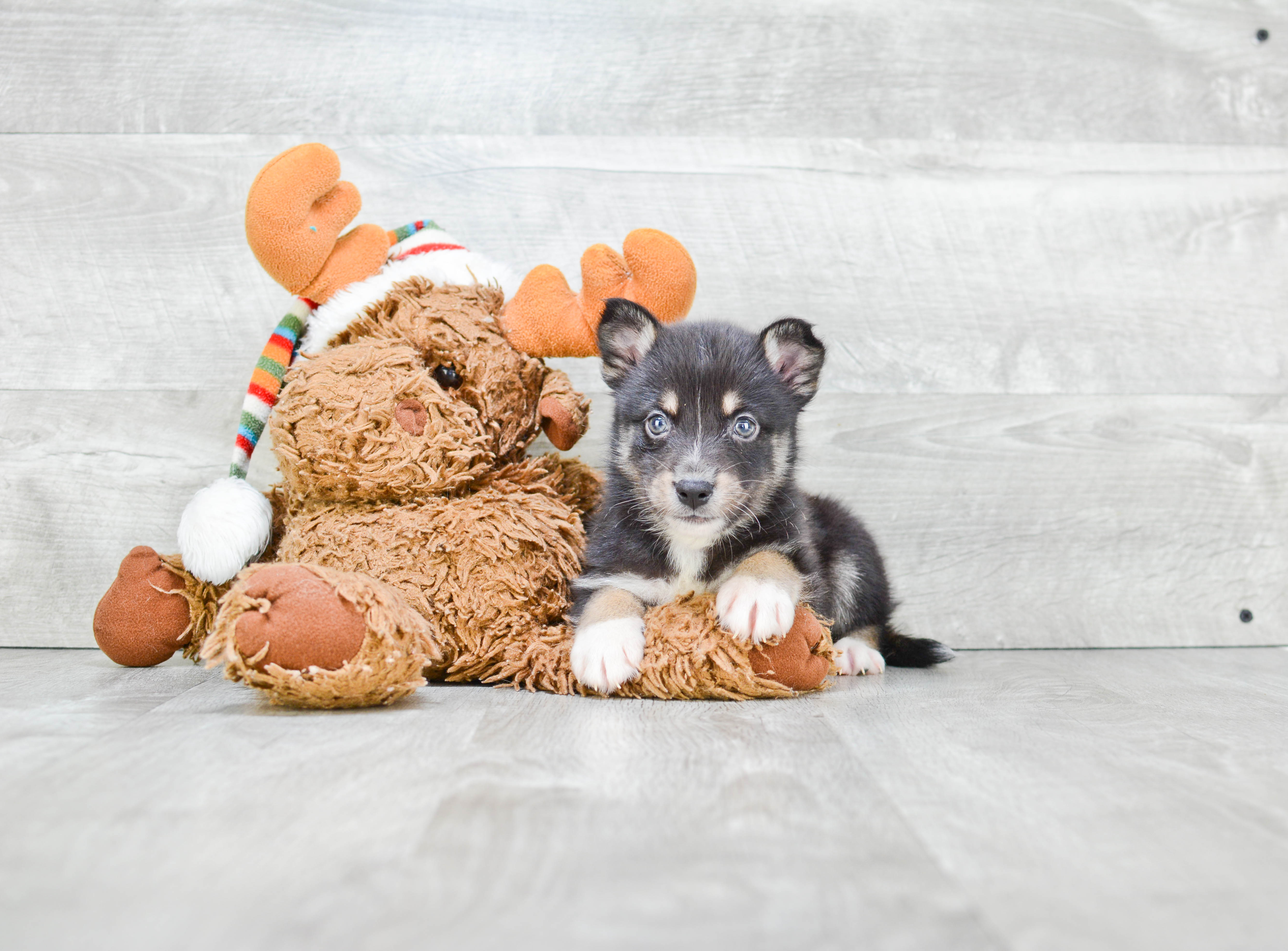 Funny Pomsky Designer Pup