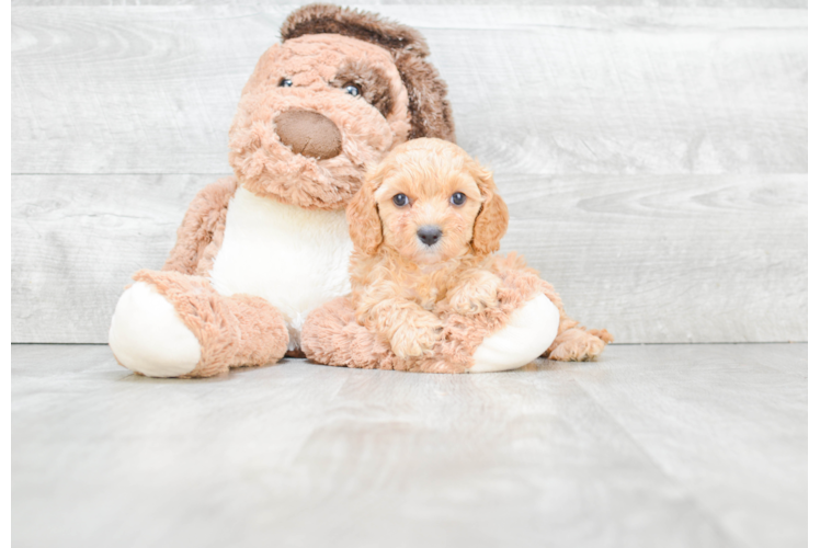 Cute Cavapoo Baby