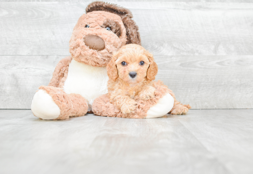 Cute Cavapoo Baby