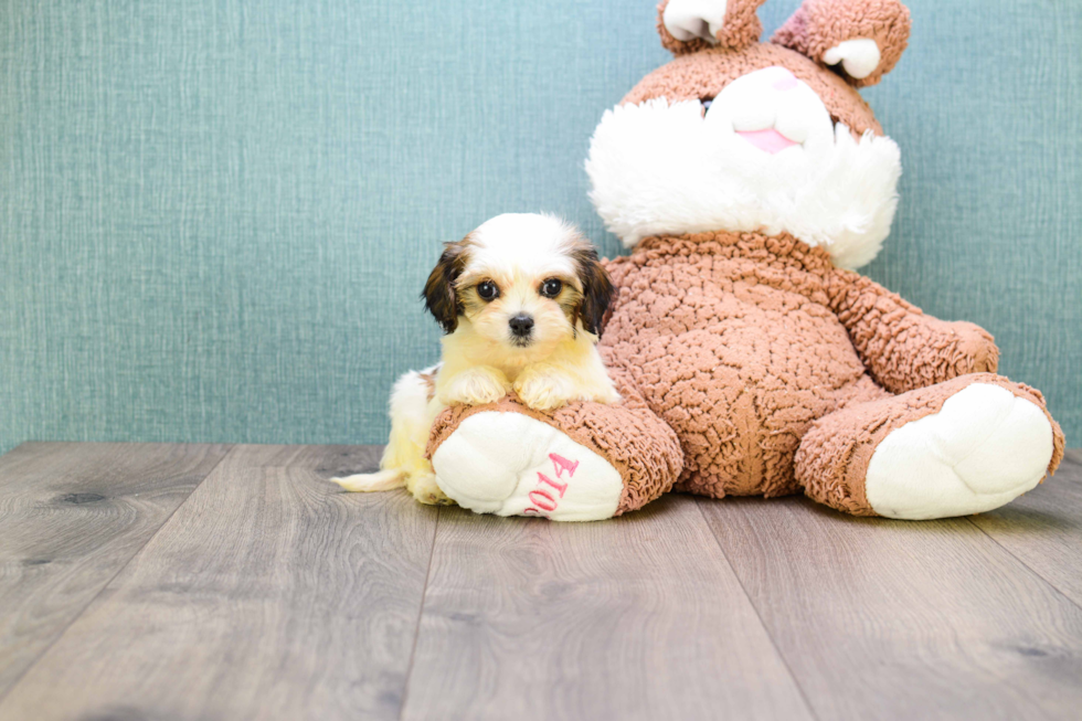 Meet Shannon - our Cavachon Puppy Photo 