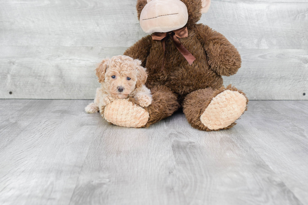 Friendly Maltipoo Baby