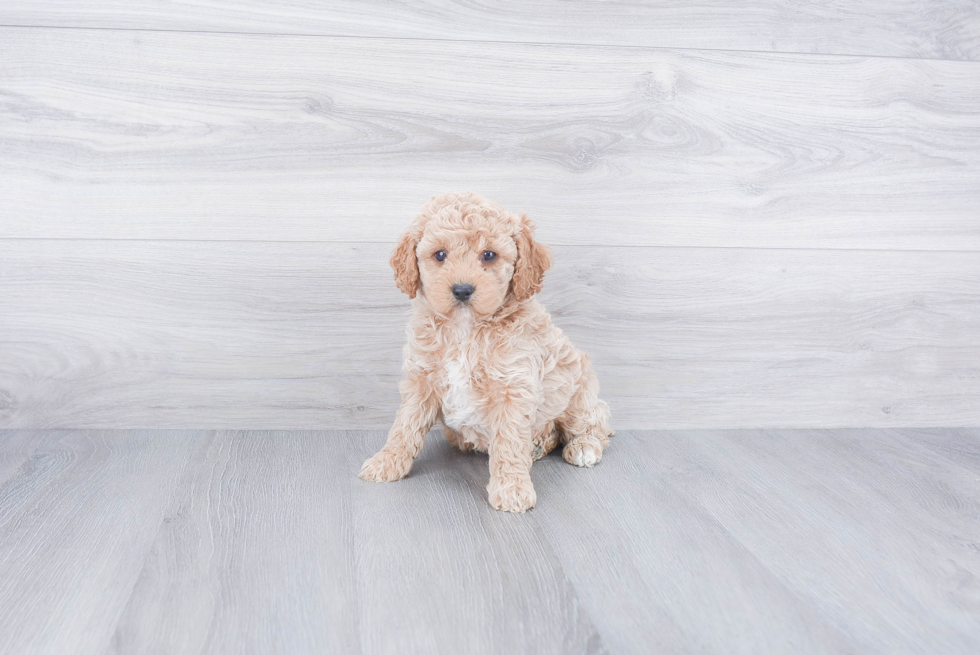 Cockapoo Pup Being Cute