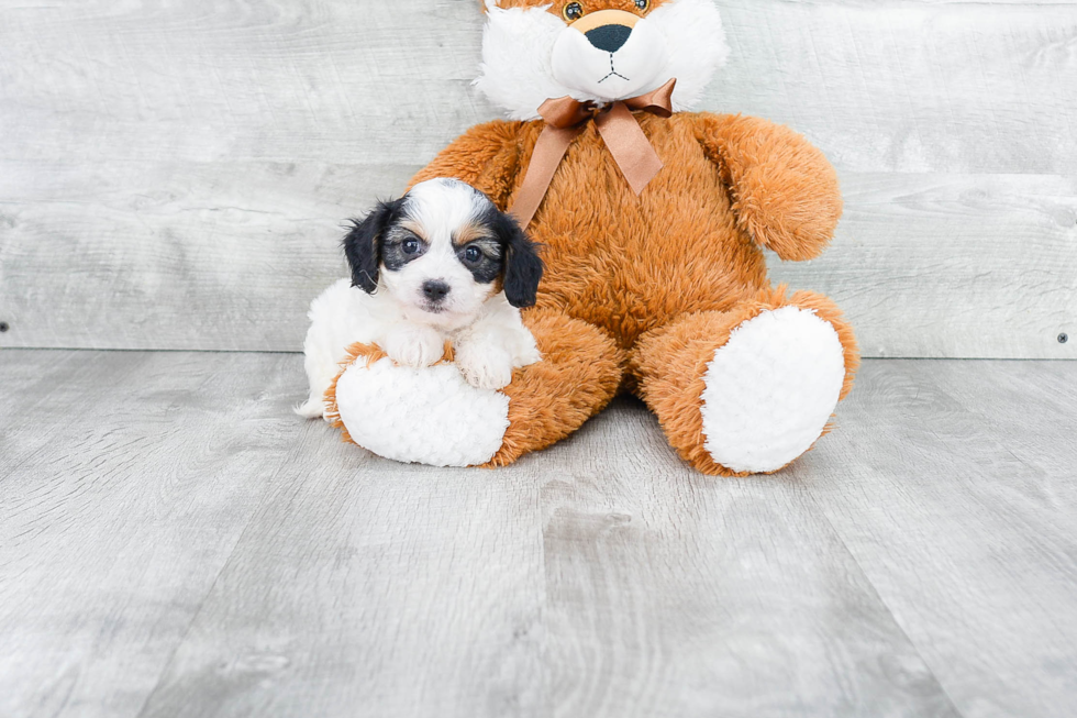 Adorable Cavalier Designer Puppy