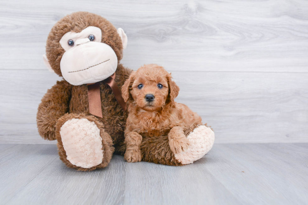 Funny Mini Goldendoodle Poodle Mix Pup