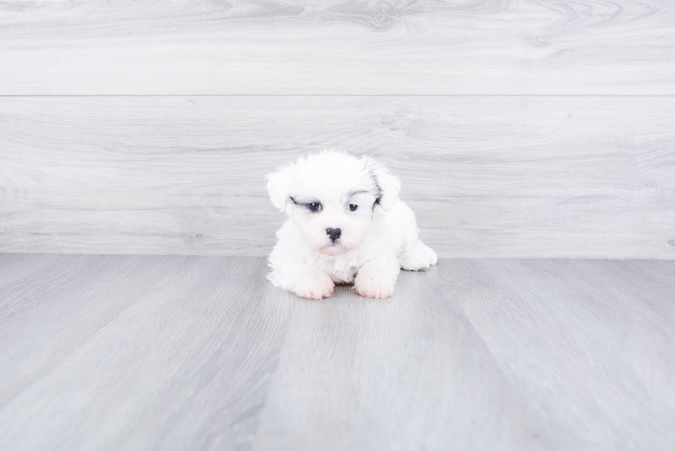 Teddy Bear Pup Being Cute