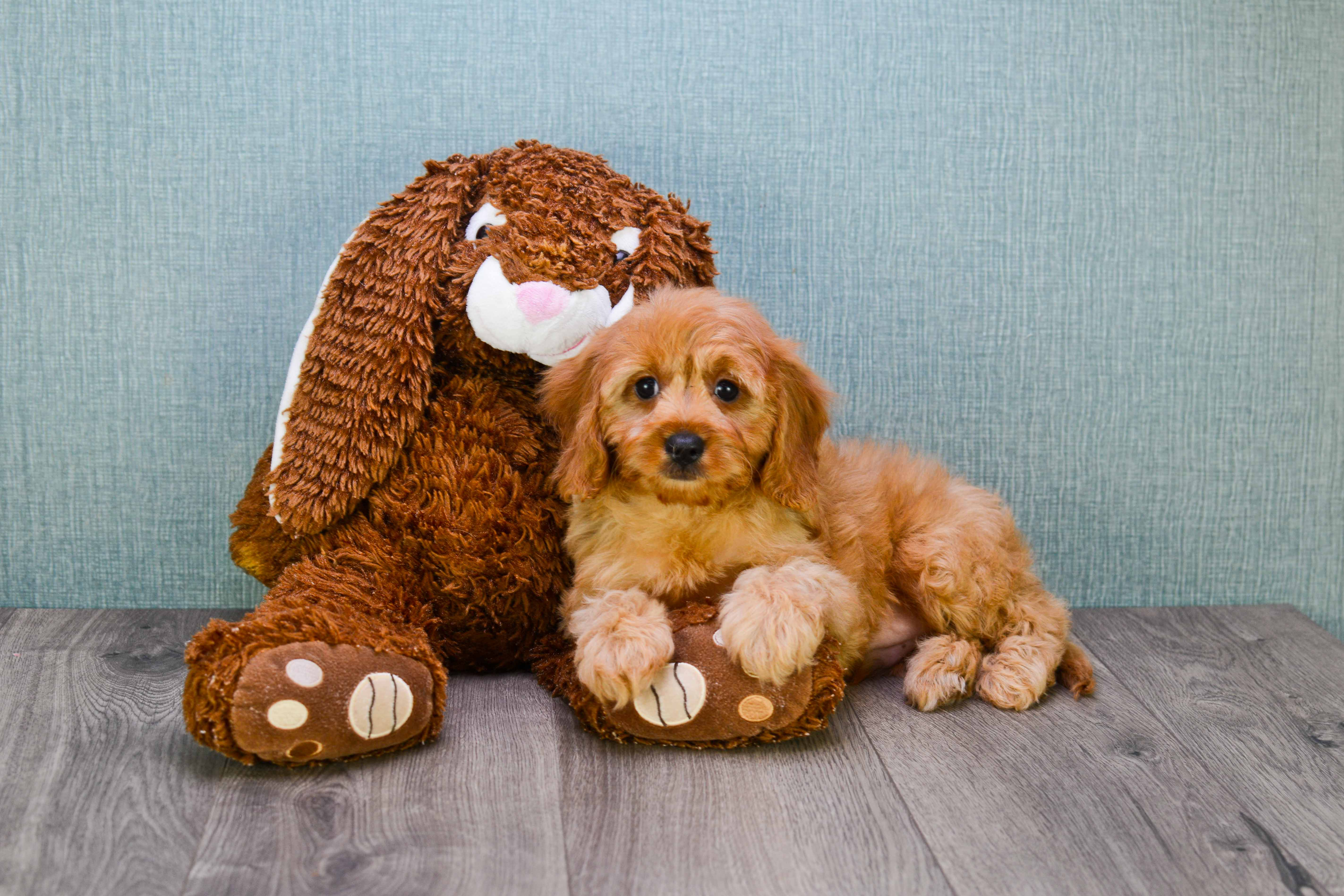 Cavapoo Pup Being Cute
