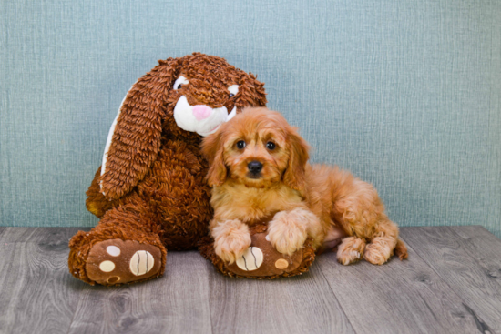 Cavapoo Pup Being Cute