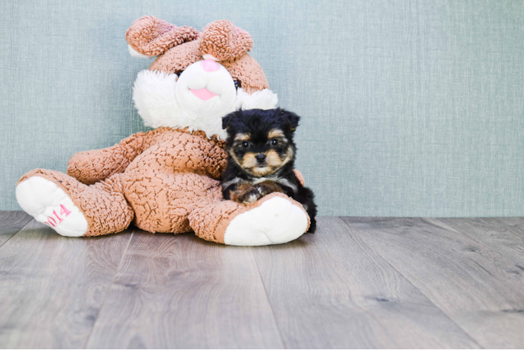 Playful Yorkie Designer Puppy