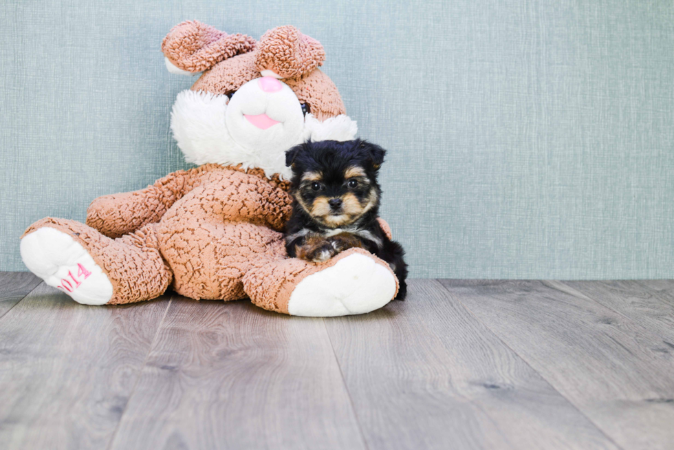 Playful Yorkie Designer Puppy