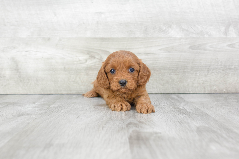 Happy Cavapoo Baby