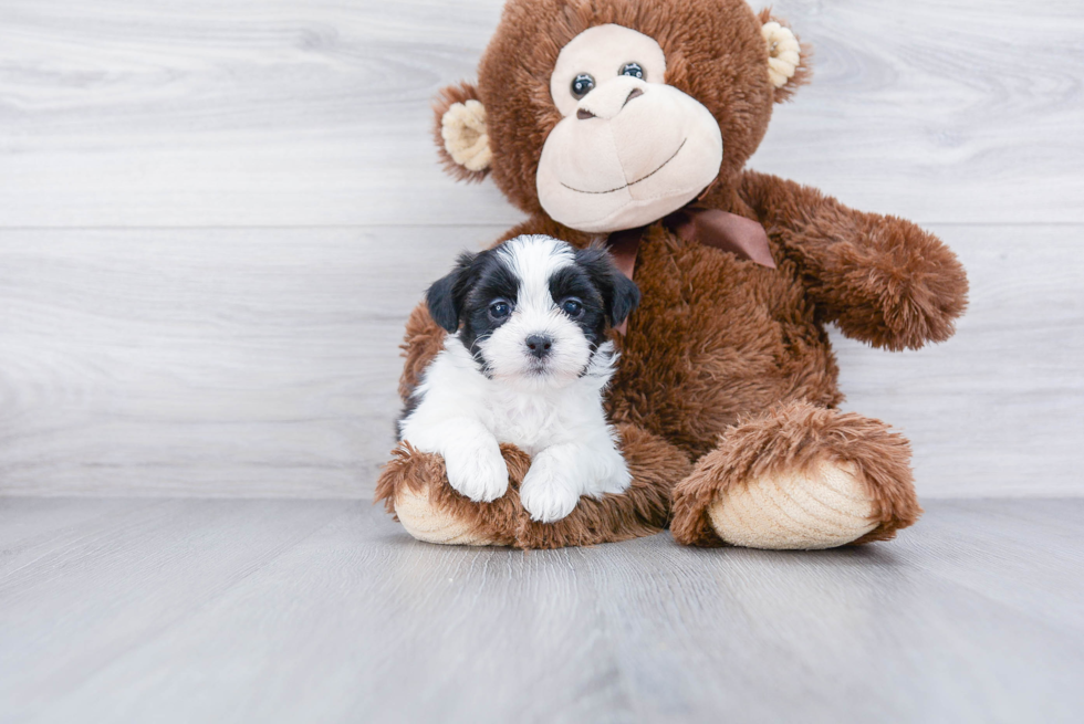 Teddy Bear Pup Being Cute