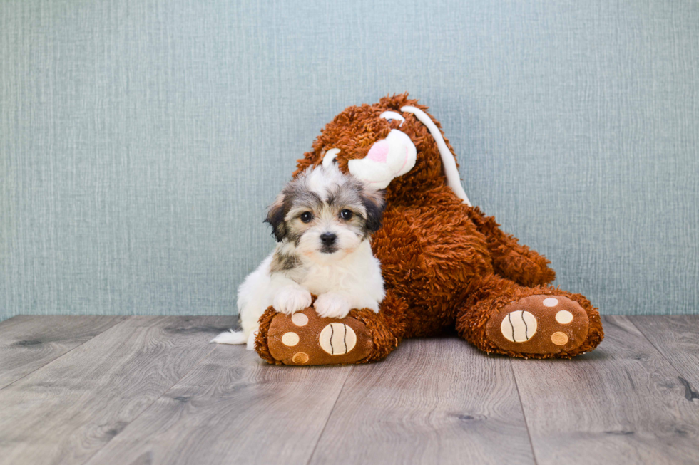 Popular Teddy Bear Designer Pup