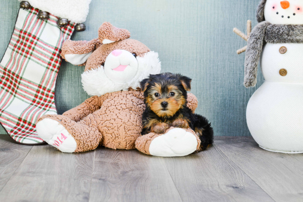 Meet Bella - our Yorkshire Terrier Puppy Photo 