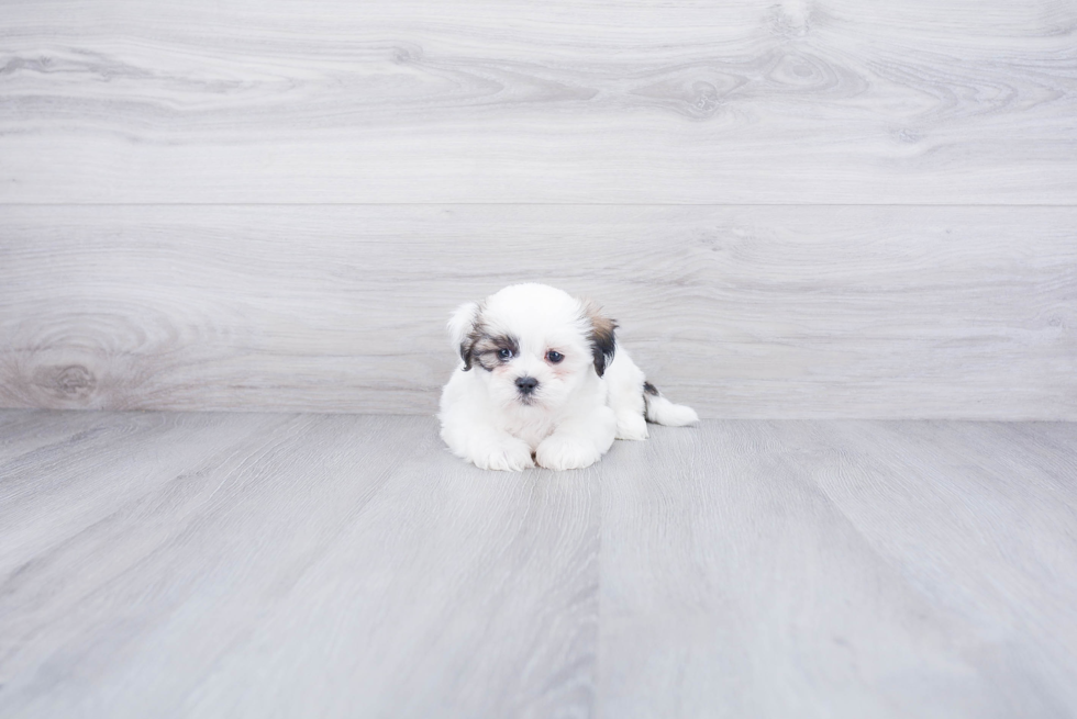 Playful Shichon Designer Puppy