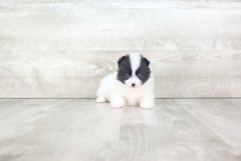 Pomeranian Pup Being Cute