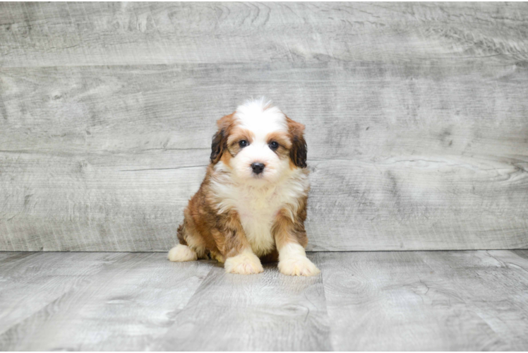 Best Mini Bernedoodle Baby