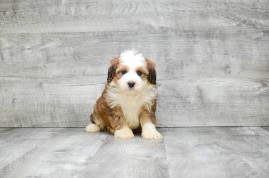 Best Mini Bernedoodle Baby