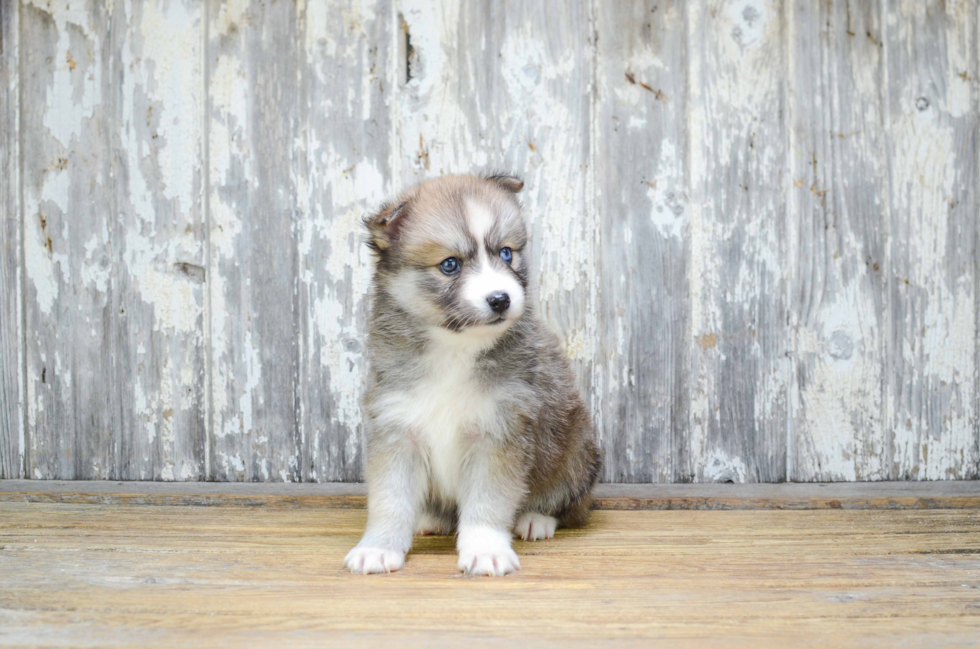 Cute Pomsky Baby