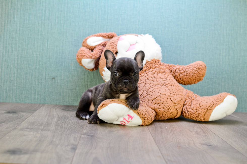 French Bulldog Puppy for Adoption